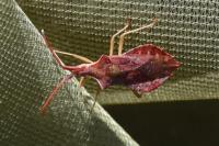 Haploprocta sulcicornis