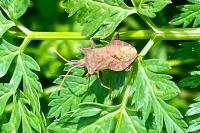 Coreus marginatus