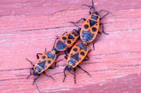Pyrrhocoris apterus