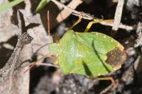 Palomena prasina