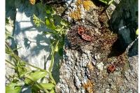 Pyrrhocoris apterus