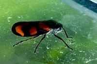 Cercopis vulnerata