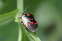 Eurydema oleracea