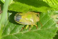 Piezodorus lituratus