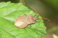 Coreus marginatus