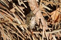 Rhaphigaster nebulosa