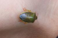 Piezodorus lituratus