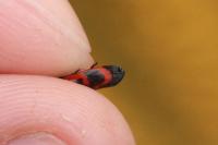 Haematoloma dorsata