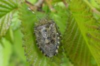 Rhaphigaster nebulosa