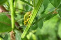 Piezodorus lituratus