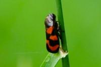 Cercopis vulnerata