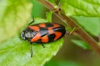 Cercopis vulnerata