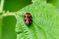 Cercopis vulnerata