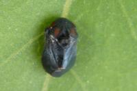 Penthimia nigra