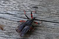 Rhynocoris annulatus