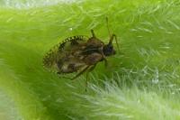 Dictyla humuli
