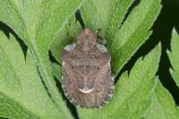 Dyroderes umbraculatus