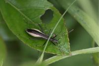 Micrelytra fossularum