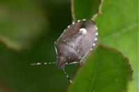 Holcostethus sphacelatus