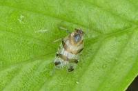 Tachycixius venustulus