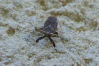 Asiraca clavicornis