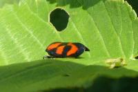 Cercopis vulnerata