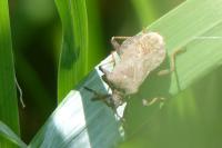 Coreus marginatus