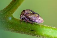 Centrotus cornutus