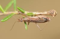 Nabis ericetorum