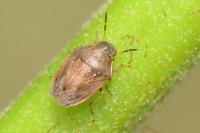 Neottiglossa pusilla