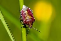 Dolycoris baccarum