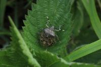 Rhaphigaster nebulosa
