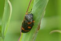 Cercopis intermedia