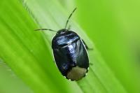 Canthophorus