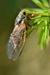 Cicadetta