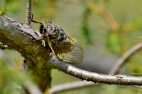 Tibicina haematodes