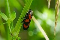 Cercopis vulnerata