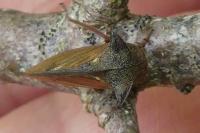 Centrotus cornutus