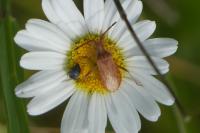 Coriomeris denticulatus