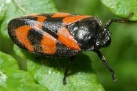 Cercopis vulnerata