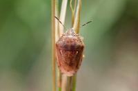 Neottiglossa leporina