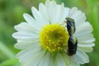 Geocoris erythrocephalus