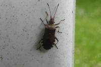 Ceraleptus gracilicornis