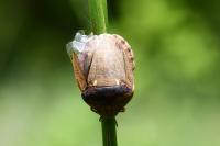 Eurygaster maura