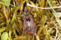 Rhynocoris erythropus