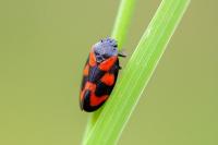 Cercopis vulnerata