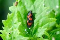 Cercopis vulnerata