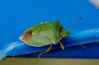 Palomena prasina