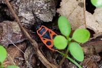 Pyrrhocoris apterus