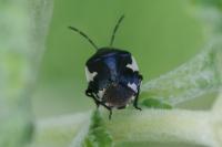 Tritomegas bicolor